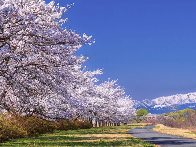 Chasing Sakura at Eboshiyama Senbonzakura