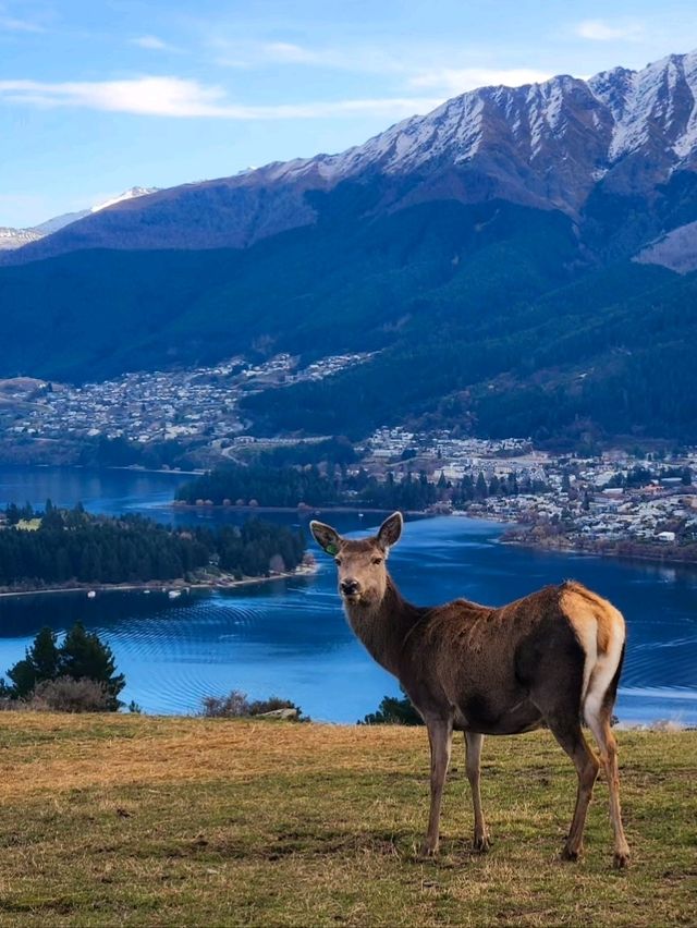 Unforgettable Views and Wildlife at Deer Park Heights🦌✨️