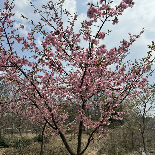 大山下的河津櫻花🌸