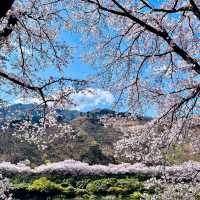 SEOMJIN RIVER | A HIDDEN GEM FOR STUNNING CHERRY BLOSSOMS