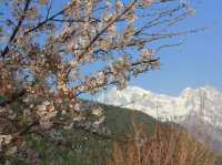 A Blossom Surprise: Cherry Flowers in Full Bloom at Blue Moon Valley
