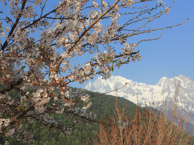A Blossom Surprise: Cherry Flowers in Full Bloom at Blue Moon Valley