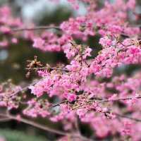 武陵農場·櫻花仙境