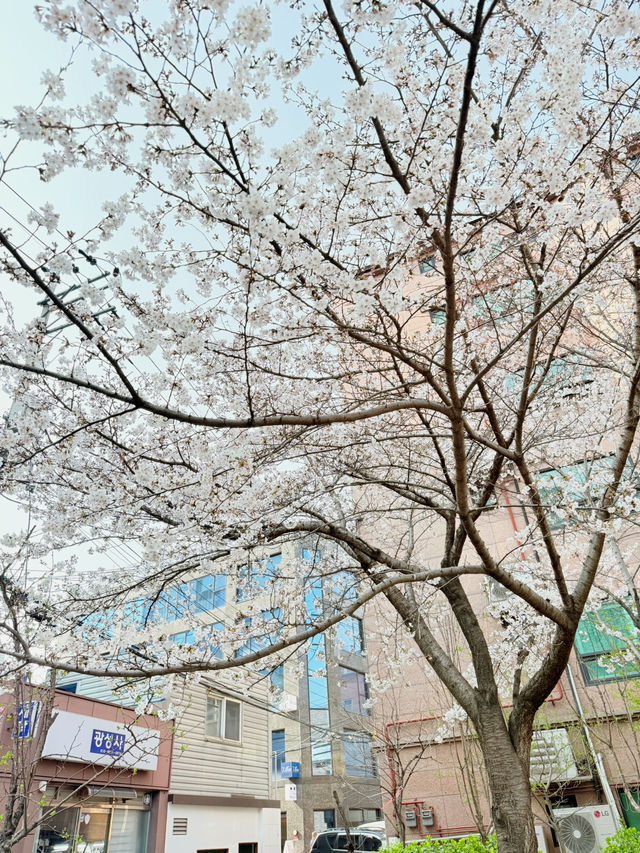 봄을 즐겨보세요~!