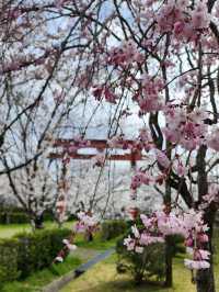 【山口グルメ】和カフェ大貫・山口の桜