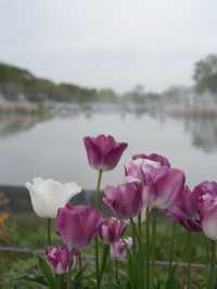 【愛知×フラワーパーク江南】四季折々の花々が楽しめる公園