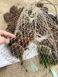 Diving to catch sea urchins