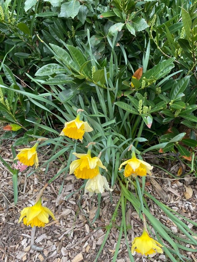 "Not the same flower I was last year." 🌼