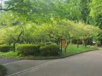 [🇯🇵京都] 緑に包まれる癒しの時間―京都府立植物園で感じる自然の息吹