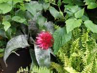 Spring in Bloom: Up Close at the Palm House, Belfast