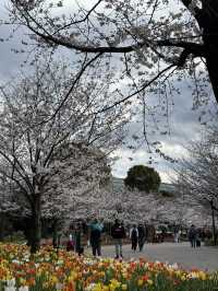 【東京】チューリップ×桜