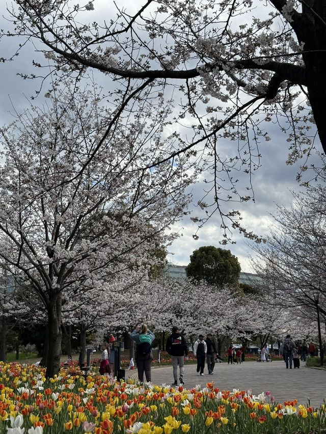 【東京】チューリップ×桜