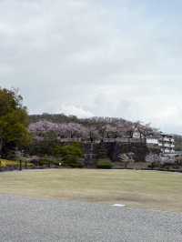 桜と石垣の絶景スポット｜Maizuru Castle Park in Full Bloom