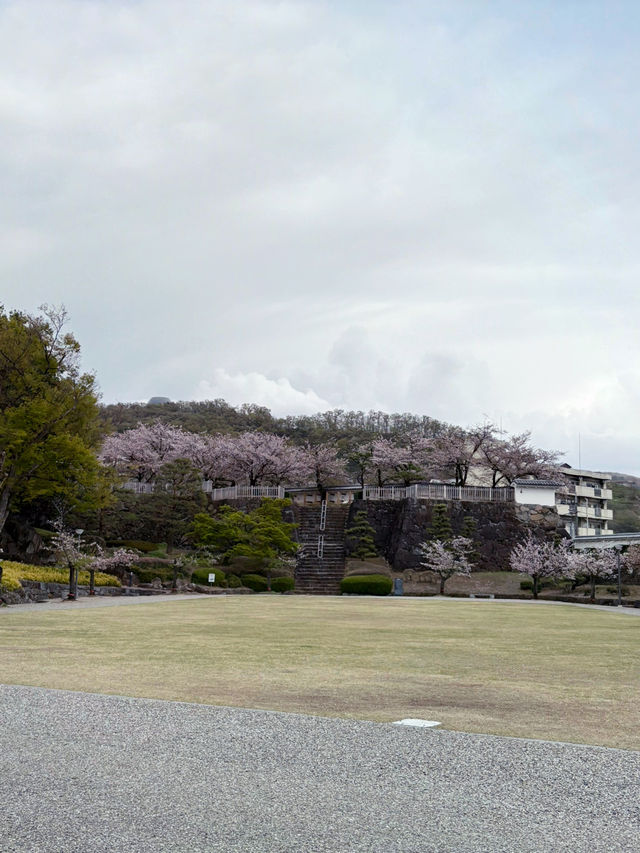 桜と石垣の絶景スポット｜Maizuru Castle Park in Full Bloom