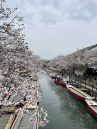 A must-do in Yanagawa 