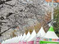 “Jinhae in Bloom: A Spring Symphony of Cherry Blossoms”