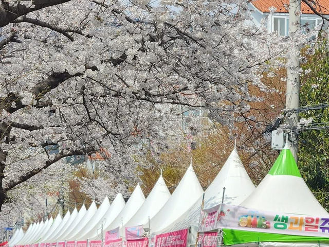 “Jinhae in Bloom: A Spring Symphony of Cherry Blossoms”