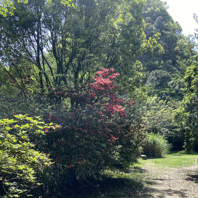 一抹山林紅：獅仔頭山春日金毛杜鵑花季