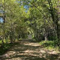 Taman Tugu Forest Trail 