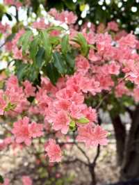 Hidden Spring Gem in the City: Meguro Sky Garden