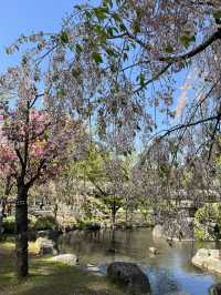 【長野】今だけ!!お城と桜の超穴場スポット