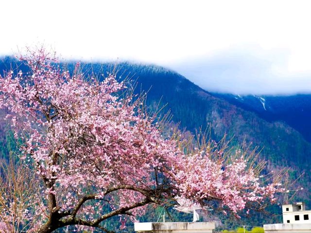 Cherry Blossoms of Nyingchi: A Spring Escape