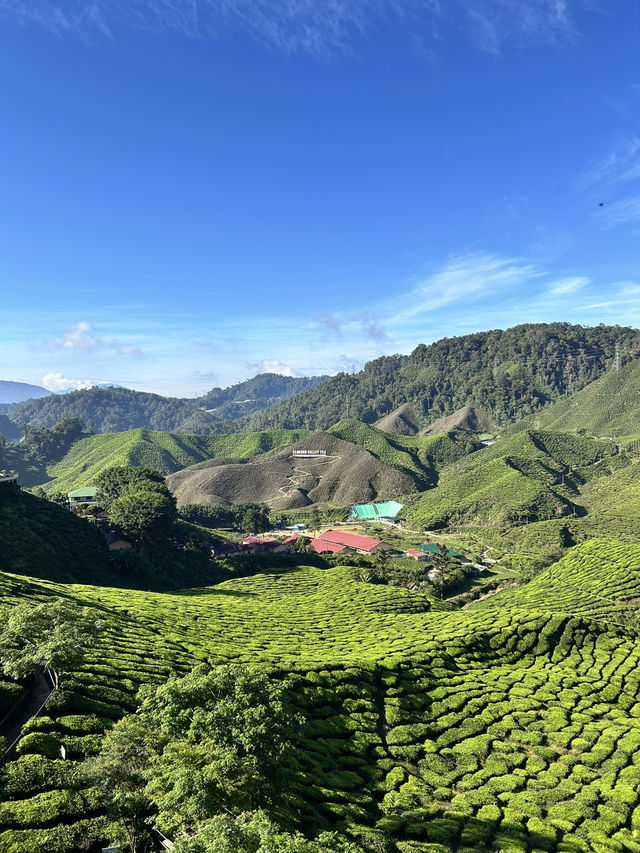 Short escape to Cameron Highlands