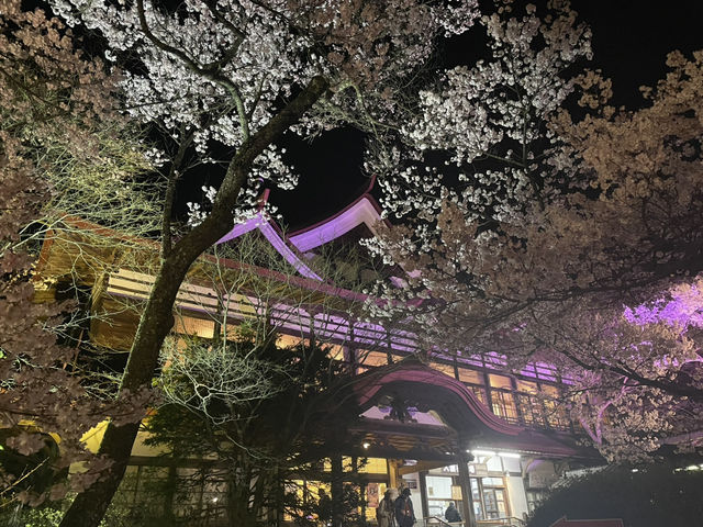 天下第一櫻 夜櫻同樣精彩