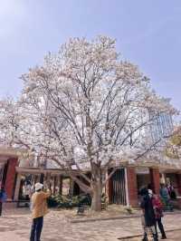 🌸Spring Has Sprung in Dalian — Labor Park in Full Bloom! (With Guide)🌸
