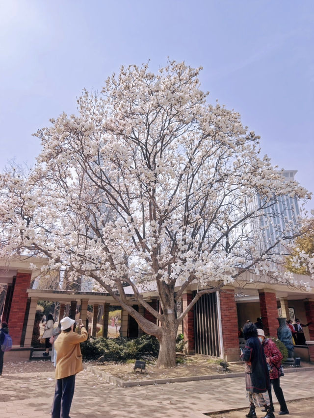 🌸Spring Has Sprung in Dalian — Labor Park in Full Bloom! (With Guide)🌸