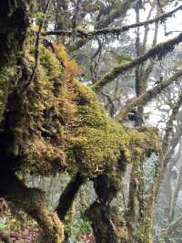Mossy Forest , Cameron Highland มาเลเซีย
