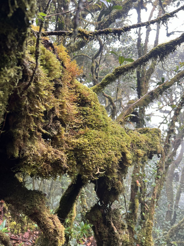 Mossy Forest , Cameron Highland มาเลเซีย