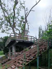 #臺東森林公園-臺東縣臺東市