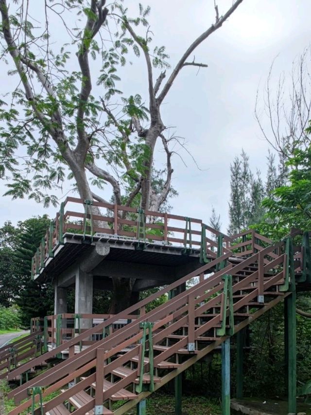 #臺東森林公園-臺東縣臺東市