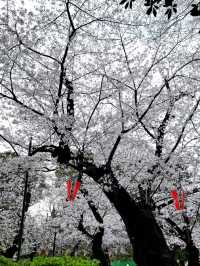 Ueno Onshi Park Sakura | Tokyo's Most Celebrated Cherry Blossom Festival