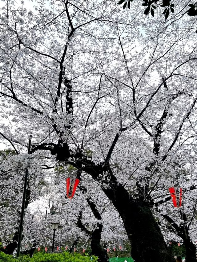 Ueno Onshi Park Sakura | Tokyo's Most Celebrated Cherry Blossom Festival