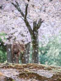 Nara in Bloom: Where History Meets Hanami