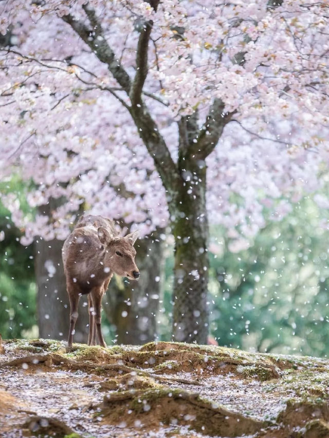 Nara in Bloom: Where History Meets Hanami