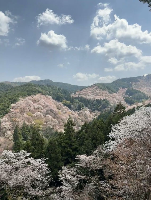 Yoshinoyama: Japan’s Sacred Mountain of a Thousand Blossoms