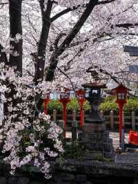 Kyoto Hidden Cherry Blossom Gem - Takenaka Inari Shrine 🌸🚶‍♀️