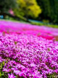 🌸 今がまさに見頃！國田家の芝桜で春を満喫 🌸
