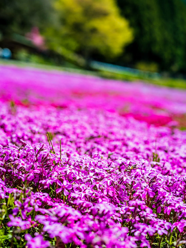 🌸 今がまさに見頃！國田家の芝桜で春を満喫 🌸