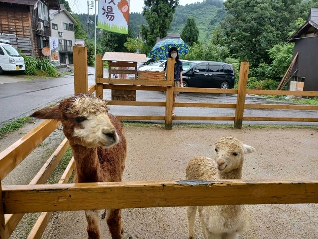 山古志アルパカ牧場でアルパカと触れ合おう！