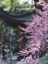 🌸 Spring Blossom Spots in Ningbo: Hidden Gems for Perfect Photos! 📸