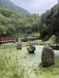 桃園石門水庫 槭林公園吸收芬多精～綠蔭蔥蔥 欣賞湖光山色