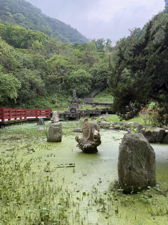 桃園石門水庫 槭林公園吸收芬多精～綠蔭蔥蔥 欣賞湖光山色