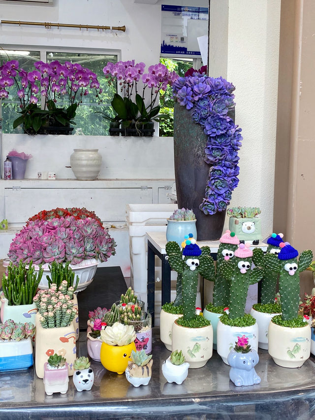 深圳｜💐我想停留在這花花世界裏不回家🌸