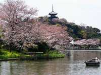 Cherry Blossom Magic at Sankeien Garden: A Springtime Escape in Yokohama