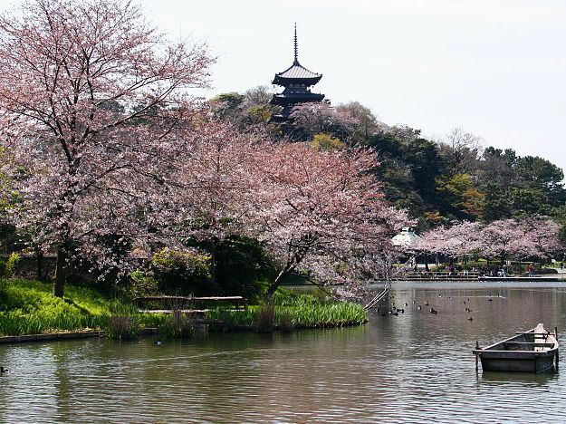Cherry Blossom Magic at Sankeien Garden: A Springtime Escape in Yokohama