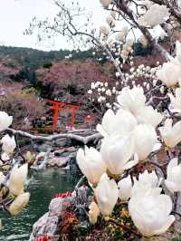 大阪勝尾寺🧧人氣祈福🙏，打卡寺院